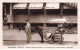 ATTELAGE #FG37948 VOITURES MAROUF CARTE PUBLICITAIRE EXPO 1931 - Autres & Non Classés