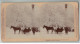 ETATS UNIS #PP1325 NIAGARA FALLS A DRIVE THROUGHT FORET DE CRISTAL CRYSTAL PARK TRAINEAU 1902 - Stereoscopio