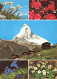 SUISSE - Switzerland - Le Cervin -Gentlanes - Renoncule Des Glaciers - Multi-vues De Différents Endroits - Carte Postale - Viège
