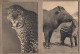 LOT 4 CPSM BOIS DE VINCENNES - PARC ZOOLOGIQUE ZOO TB PLAN ANIMAUX ELEPHANT JAGUAR TAPIR GAZELLES - Sonstige & Ohne Zuordnung