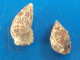 Cerithium Litteratum (X2) Caraïbes (Ancon) 16,1 Et 21,1mm N9 - Muscheln & Schnecken