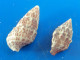 Cerithium Litteratum (X2) Caraïbes (Ancon) 16,1 Et 21,1mm N9 - Schelpen