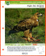 AIGLE DES STEPPES Oiseau Illustrée Documentée  Animaux Oiseaux Fiche Dépliante Animal - Animaux