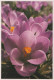 FLOWERS Vintage Ansichtskarte Postkarte CPSM #PBZ632.DE - Blumen