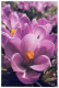 FLOWERS Vintage Ansichtskarte Postkarte CPSM #PBZ632.DE - Blumen