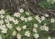 FLOWERS Vintage Ansichtskarte Postkarte CPSM #PBZ392.DE - Fleurs