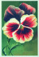 FLORES Vintage Tarjeta Postal CPSM #PBZ510.ES - Fleurs