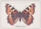 PAPILLONS Animaux Vintage Carte Postale CPSM #PBS418.FR - Mariposas