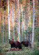 BEAR Animals Vintage Postcard CPSM #PBS103.GB - Bären