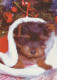DOG Animals Vintage Postcard CPSM #PAN559.GB - Hunde