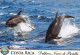 DELFINOs Animale Vintage Cartolina CPSM #PBS665.IT - Delfines