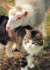 GATTO KITTY Animale Vintage Cartolina CPSM #PAM627.IT - Gatti