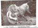 England ** & Postal, Quex Museum, Lion And Semilki Buffalo, Ed. Edward Nyanza (374) - Museum