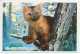 Postal Stationery Korea 2005 Marten - Weasel - Altri & Non Classificati