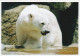 Postal Stationery China 2009 Polar Bear - Arktis Expeditionen