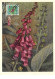 1951 .carte Maximum .belgique .102649 .scrophulariaceae .cachet Melle . - 1934-1951