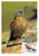 Carte Maximum - FRANCE - COR12975 - 04/11/2000 - Les Oiseaux Menacés - Faucon Crécerellette - Cachet St Martin De Crau - 2000-2009