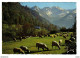 65 Vers Argelès Gazost N°3274 Pâturage Vallée Pic De L'Estibère Ou Estibète ? Troupeau De Moutons VOIR DOS - Argeles Gazost