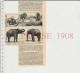 3vues 1908 Eléphants  Animal éléphant Pour Chasse Au Tigre Ordre De L'éléphant Danemark + Siam Ordre De L'éléphant Blanc - Autres & Non Classés