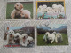 Delcampe - LOT Van 46 Postkaarten HONDEN - 5 - 99 Cartes