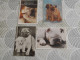 Delcampe - LOT Van 46 Postkaarten HONDEN - 5 - 99 Cartes