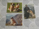 Delcampe - LOT Van 46 Postkaarten HONDEN - 5 - 99 Karten