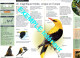 ERISMATURE A TETE BLANCHE Oiseau Illustrée Documentée  Animaux Oiseaux Fiche Dépliante - Animals