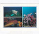Divers Paradise, Barbados - Stamped Postcard   - L Size  - LS5 - Barbades
