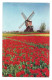 WINDMILL AND TULIPS - NETHERLANDS - - Moulins à Vent