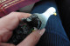 Delcampe - Figurine Objet De Vitrine Oiseau De Mer Goéland Mouette Canard Céramique Ou Résine - Animali