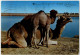 Libya - The Camels - Libyen