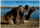 Libya - The Camels - Libye