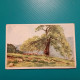 Cartolina Illustrata Paesaggio. Non Viaggiata - 1900-1949