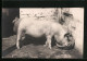 AK Schwein Im Stall Beim Fressen Aus Einer Schüssel  - Cochons