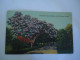 UNITED STATES POSTCARDS  FLORIDA JACARANDA TREE MORE  PURHASES 10% DISCOUNT - Sonstige & Ohne Zuordnung