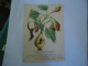 ITALY     POSTCARDS  1943  FRUITS FOR MORE PURHASES 10% DISCOUNT - Sonstige & Ohne Zuordnung