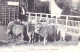 94 - Val De Marne - NOGENT Sur MARNE - Jardin Colonial - Les Moutons - Nogent Sur Marne
