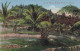 Maleysia - PENANG - Sungal Penang Rubleer Plantation - 1914 - Malesia