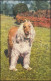 Firmenlochung/Perfin K Auf 646 Ziffer Auf Ansichtskarte Hund, AMSTERDAM 23.12.58 - Autres & Non Classés