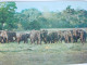 Sri Lanka Ceylan  Eléphants     CP240269 - Sri Lanka (Ceylon)