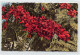 Nouvelle-Calédonie - Fleurs De Flamboyant - Ed. Gipsy 3412 - Nouvelle Calédonie