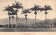 Trinidad - The Savannah Palms - Publ. Wilsons Limited  - Trinidad