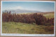 ISRAEL UPPER GALILEE KIBBUTZ KFAR GILADI MT HERMON CARD CARTE POSTALE ANSICHTSKARTE CARTOLINA POSTCARD POSTKARTE KARTE - Israël