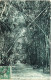 ALGERIE - ALGER - ?35 - Jardin D'Essai Allée Des Bambous - Collection Régence E. L. édit. Alger (Leroux) - - Alger