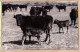 35174 / ARLES-en-PROVENCE Troupeau Vache Allaitante Taureau Veau EN CAMARGUE  1960s Photo GEORGES Bouches-du-Rhone  - Arles