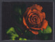 Bangladesh Mint Private Booklet Rose Flower, Roses, Flowers - Bangladesh