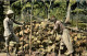 Singapore - Peeling Cocoanuts - 1907 - Singapore