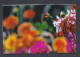 Bangladesh Mint Private Booklet Flower, Flowers, Flora - Bangladesh