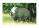 AFRIQUE DU SUD - White Rhino - South Africa - Carte Postale - Afrique Du Sud