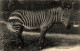 N°1701 W -cpa Paris -jardin Des Plates -zèbre D'Afrique Australe- - Zebras